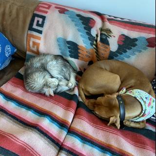 Cozy Canine and Feline Naptime