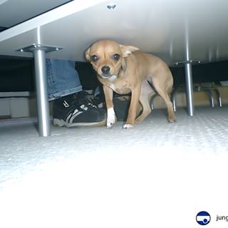 Under the Table Pup