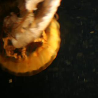 Rose Jellyfish