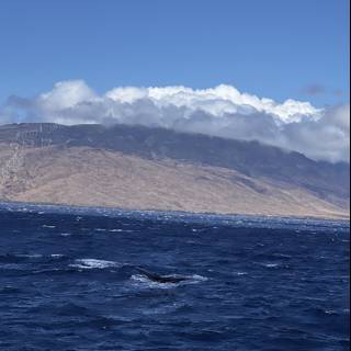 Majestic Humpback Whale Swimming Near Hawai'ian Mountain