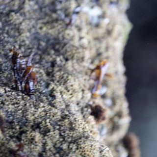 Tiny Crabs Clinging to Rocky Tide Pool Surface
