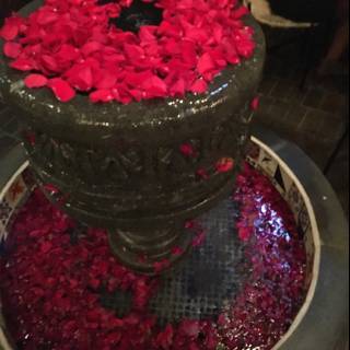 Rose Petals at the Fountain