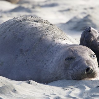 Elephant Seal Mother and Pup Resting on Beach