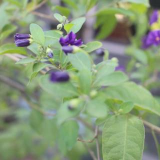 Purple Geranium Flower in Altadena
