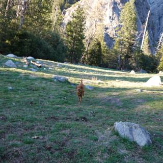 Running Through the Yosemite Wilderness