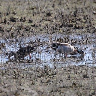 Northern Pintail Ducks Foraging in Shallow Wetland Waters