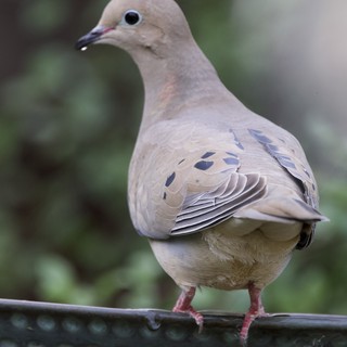 Mourning Dove Perched on Garden Feeder Rail