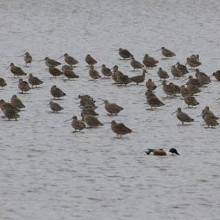 Harmony in Flight: A Flock at San Pablo Bay