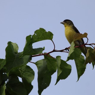 Lesser Goldfinch Perched on Mulberry Branch at Dusk