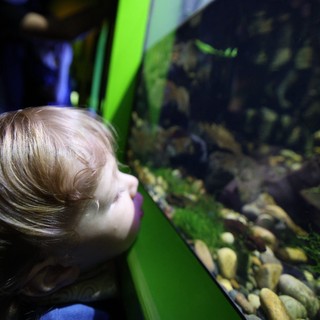 Young Child Mesmerized by Aquarium Display