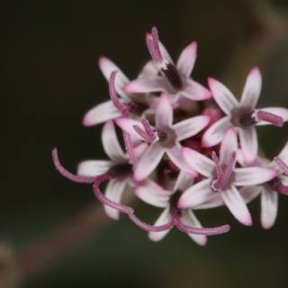 Geranium Flower in Bloom