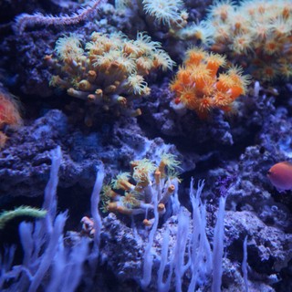 aquarium or natural reef environment