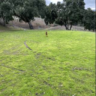 Majestic Dog in a California Pasture