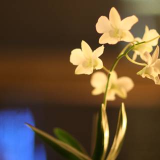 Elegant White Orchid in Vase