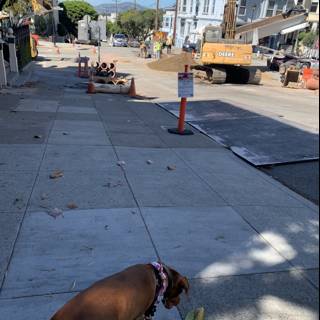 Dog on a Sidewalk in a Busy City Construction Site