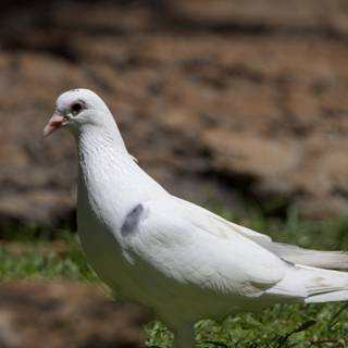 Serene Stroll - White Dove in Honolulu Zoo