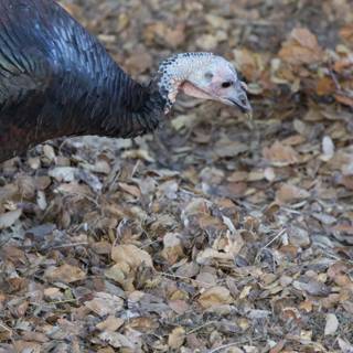 Wild Turkey in Autumn Forage