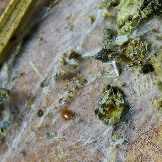 Macro World: Spider Web Debris Field Close-Up