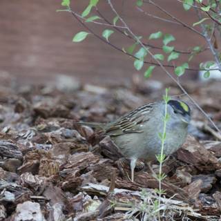 Sparrow in Springtime Splendor