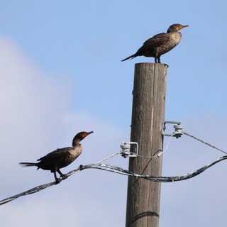 Two Cormorants Perched on Weathered Utility Pole