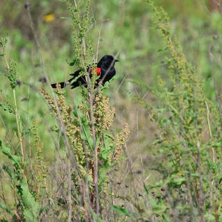 Red-winged Blackbird Perched Among Prairie Grasses
