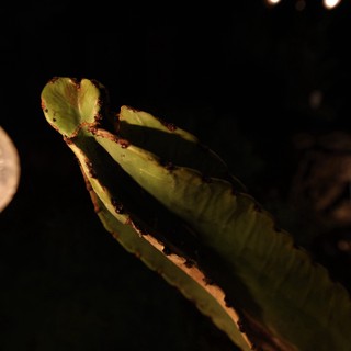 Succulent Plant Growth Illuminated at Night