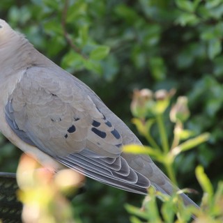 Mourning Dove Perched Among Garden Foliage