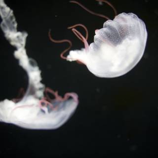 Dance of the Jellyfish
