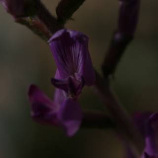Purple Orchid in Close Up