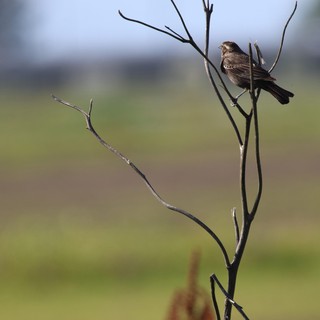 Small Brown Bird Perched on Bare Branch