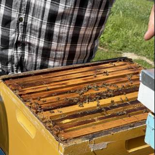 Beekeeping in Carmel