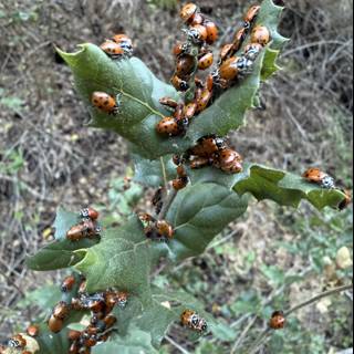 Ladybug Gathering on the Huckleberry Trail