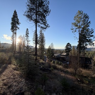 Golden Hour Sunburst Through Sierra Nevada Pines