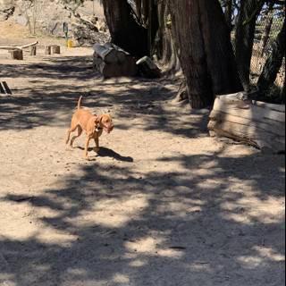 Playful Pup at Upper Douglass Park