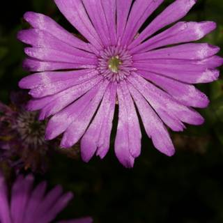 Purple Daisy and Geranium Blooms