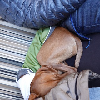 Dogs Cuddling Together on Blue Couch