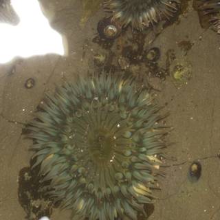 Sea Urchins in the Pond