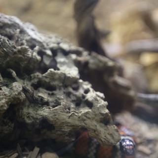 Macro Close-Up of Textured Rock Formation with Small Creature