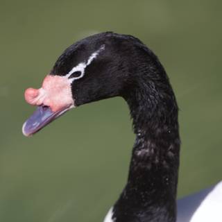 The Elegant Black and White Swan