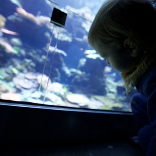 Child Mesmerized by Underwater World at Aquarium