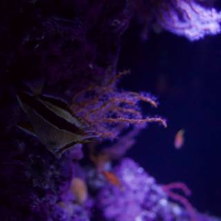 Underwater Enchantment: A Purple Marvel