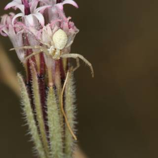 Garden Spider on Desert Flower