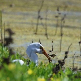Great Egret Hunting with Caught Prey in Wetland