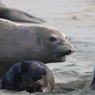 Elephant Seal Mother and Pup at Drakes Beach