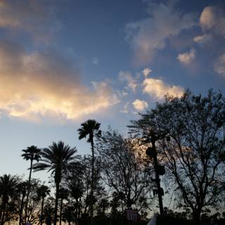 Twilight Palms: Coachella 2024