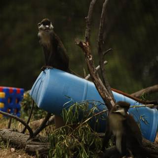 Barrel Buddies at Oakland Zoo, 2023
