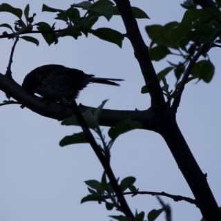 Perched Silhouette