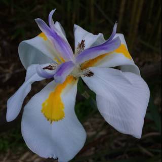 Yellow Centered Iris