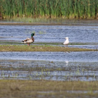 Mallard and Gull Share a Wetland Sandbar