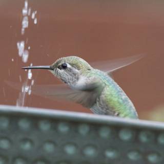 Dance of the Hummingbird